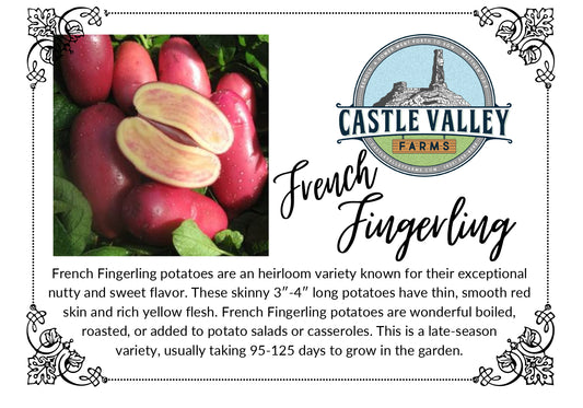 French Fingerling Seed Potatoes - Naturally grown, Generation 3